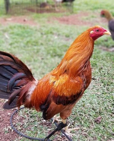 lemon gamefowl|lemon gamefowl for sale.
